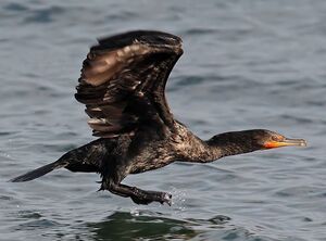 Cormoran � aigrettes 
&copy; Michel Lamarche