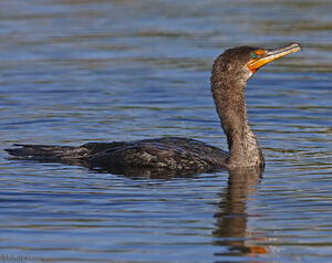 Cormoran � aigrettes 
&copy; Michel Lamarche