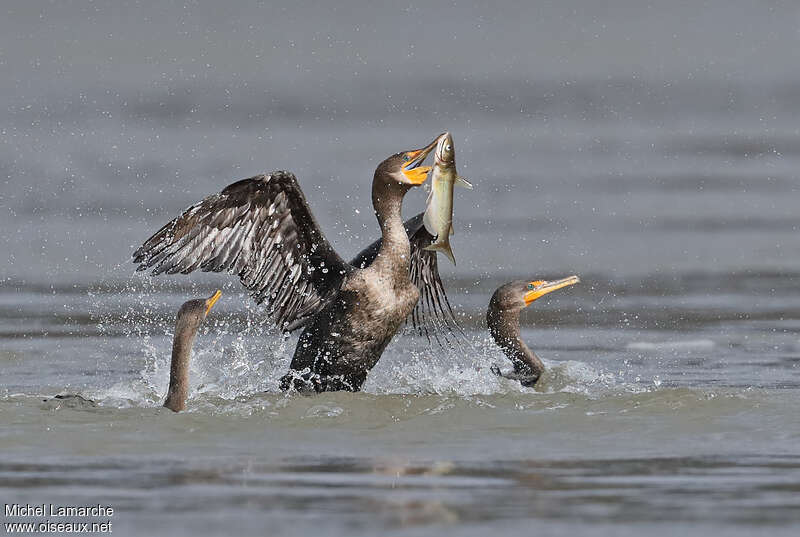 Double-crested Cormorant, habitat, feeding habits, fishing/hunting, Behaviour