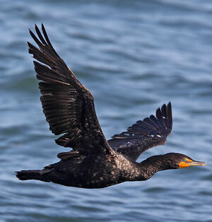 Cormoran � aigrettes 
&copy; Michel Lamarche