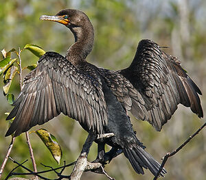 Cormoran � aigrettes 
&copy; Michel Lamarche