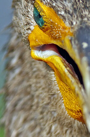 Cormoran � aigrettes 
&copy; Michel Lamarche