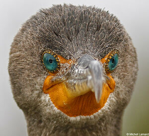 Cormoran � aigrettes 
&copy; Michel Lamarche