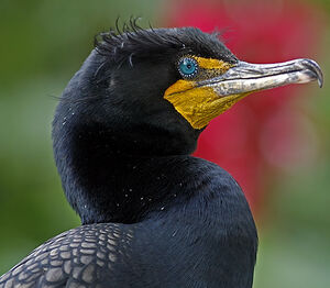 Cormoran � aigrettes 
&copy; Michel Lamarche