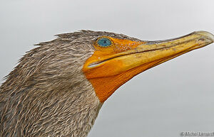 Cormoran � aigrettes 
&copy; Michel Lamarche