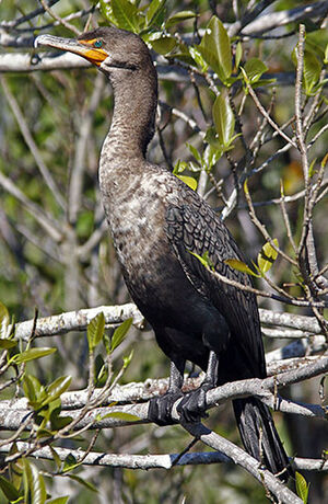 Cormoran � aigrettes 
&copy; Michel Lamarche