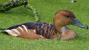 Dendrocygne fauve