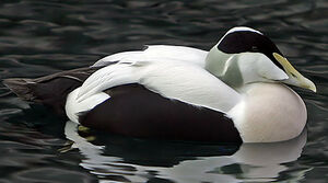 Common Eider 
&copy; Michel Lamarche