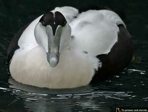 Common Eider 
&copy; Michel Lamarche