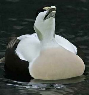 Common Eider 
&copy; Michel Lamarche