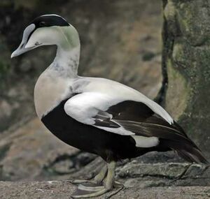 Common Eider 
&copy; Michel Lamarche