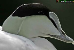 Common Eider 
&copy; Michel Lamarche