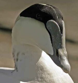 Common Eider 
&copy; Michel Lamarche