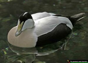 Common Eider 
&copy; Michel Lamarche