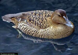Common Eider 
&copy; Michel Lamarche