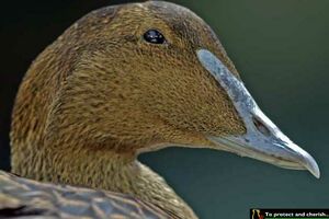 Common Eider 
&copy; Michel Lamarche