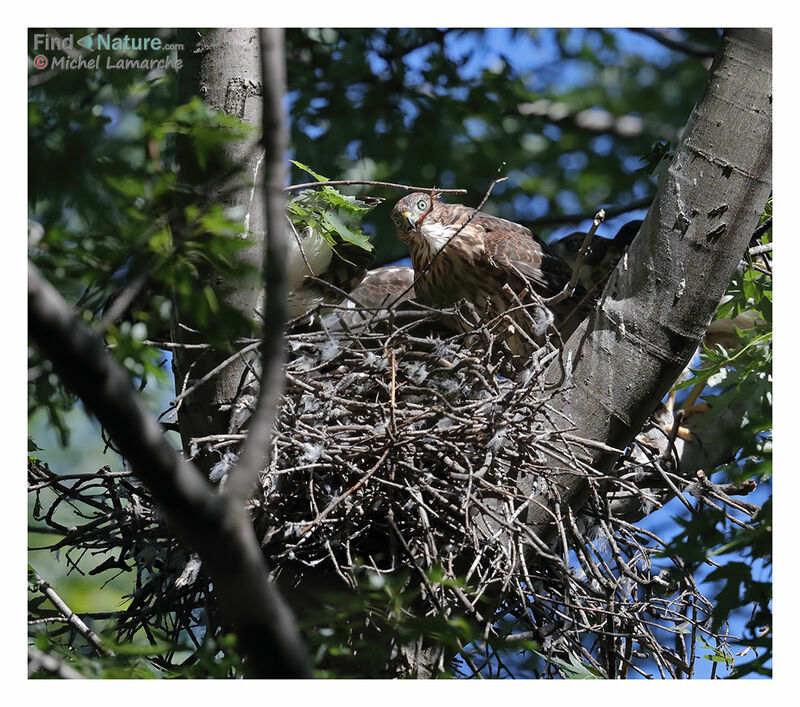 Cooper's Hawkimmature, Reproduction-nesting