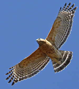 Cooper's Hawk