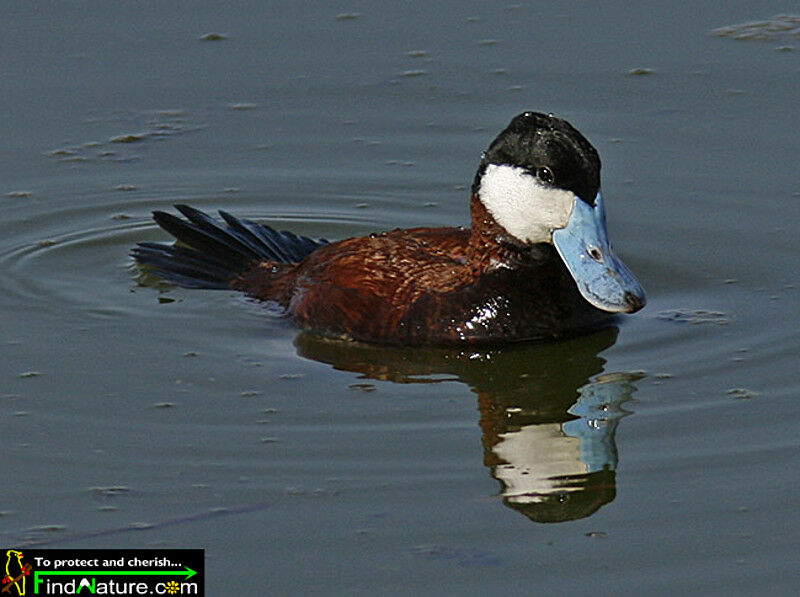 Ruddy Duck male adult breeding