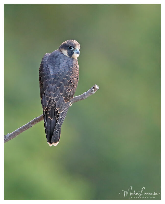 Peregrine Falconjuvenile