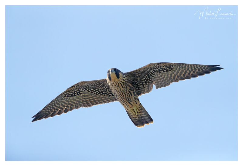 Peregrine Falconjuvenile, Flight