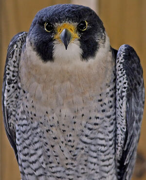 Peregrine Falcon