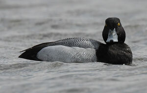 Lesser Scaup 
&copy; Michel Lamarche