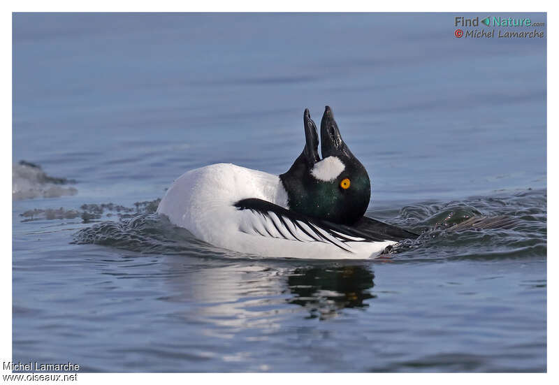 Common Goldeneye male adult breeding, courting display