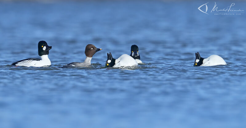 Common Goldeneye female adult, courting display
