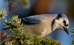 Blue Jay
