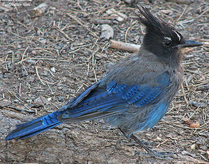 Steller's Jay