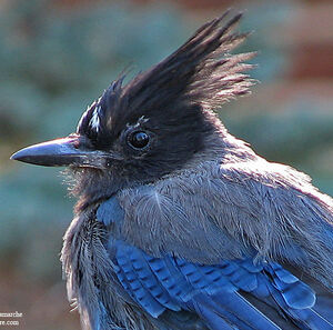 Steller's Jay