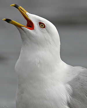 Ring-billed Gull 
&copy; Michel Lamarche
