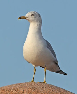 Ring-billed Gull 
&copy; Michel Lamarche