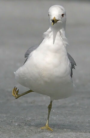Ring-billed Gull 
&copy; Michel Lamarche