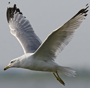 Ring-billed Gull 
&copy; Michel Lamarche