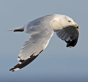 Ring-billed Gull 
&copy; Michel Lamarche