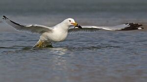 Ring-billed Gull 
&copy; Michel Lamarche