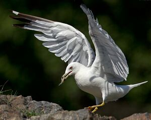 Ring-billed Gull 
&copy; Michel Lamarche