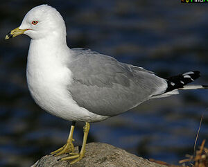 Ring-billed Gull 
&copy; Michel Lamarche
