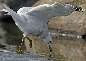 Ring-billed Gull 
&copy; Michel Lamarche