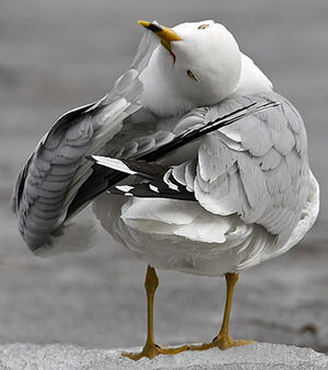 Ring-billed Gull