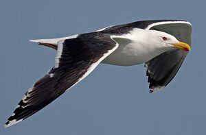 Great Black-backed Gull