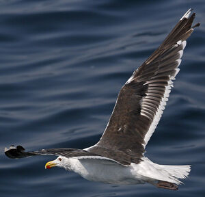 Great Black-backed Gull