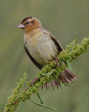 Goglu des pr�s