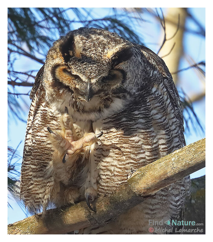 Great Horned Owl female adult