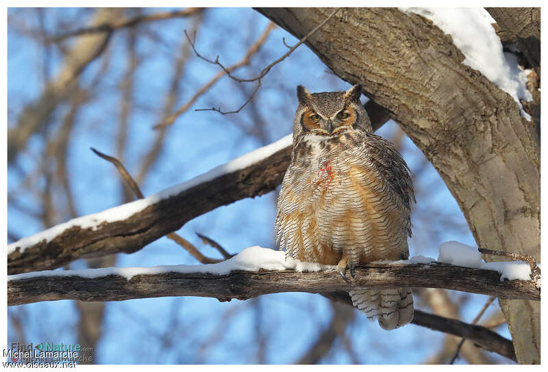 Great Horned Owl, pigmentation