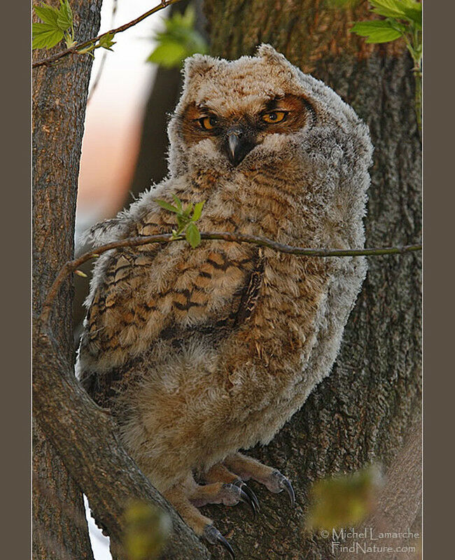 Great Horned Owljuvenile