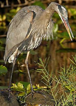 Great Blue Heron 
&copy; Michel Lamarche