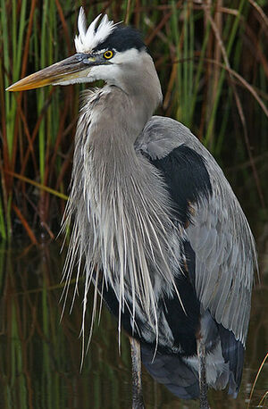 Great Blue Heron 
&copy; Michel Lamarche